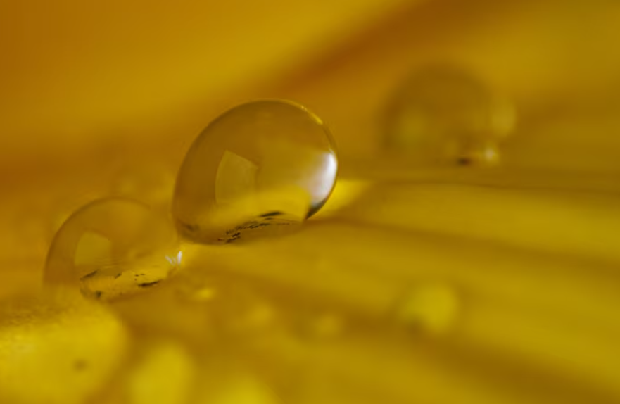 為什麼品牌偏好使用 vivomega？揭開原料選擇背後的策略考量